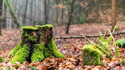 Moss-covered tree stump in a serene forest setting, surrounded by fallen leaves and branches.