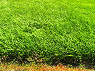 夏の風のある青田風景