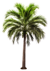 Obraz premium PNG Adonidia palm tree plant white background tranquility.