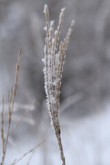This hay in nature is frozen and snowy in winter day.
