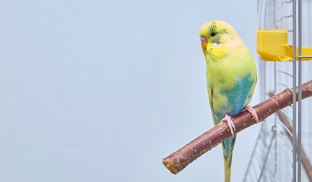A parrot on a perch near a cage with a place for a text or product