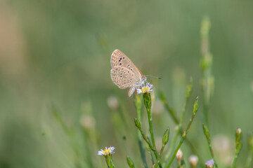 Butterfly on a Flower in the Meadow, Nature Series. Macro. Close-up images.