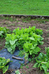 Coltivazione di Lattuga cappuccio Lactuca sativa capitata nell'orto di montagna