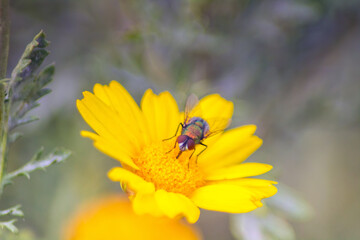 Housefly on Yellow Flower: Macro Photography