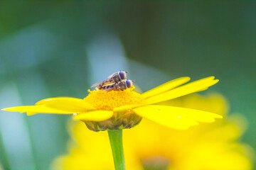 Housefly Mating on Flower: Macro Photography