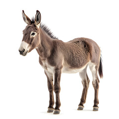 Obraz premium Donkey standing, side view, looking at the camera, isolated on a white background, high-quality photograph. 