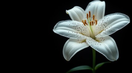 Obraz premium Elegant white lily flower on black background.