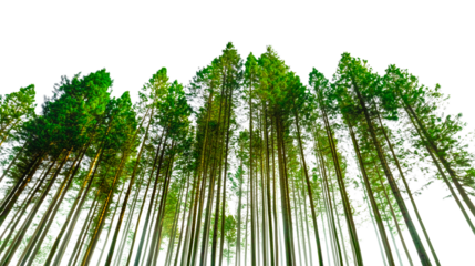 Tall green pine trees reach up into a clear blue sky, creating a serene forest landscape with vibrant foliage.