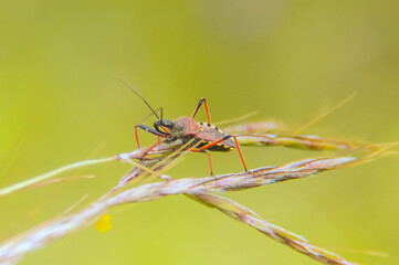 Rhynocoris iracundus Insects Macro Photography