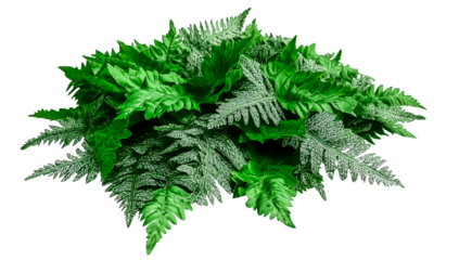 Vibrant green ferns in lush foliage, showcasing natural beauty and intricate leaf patterns, ideal for botanical and nature themes.