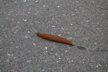 A slug crawling on an asphalt road