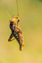 Grasshopper: Insects Macro Photography