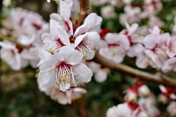 Close up cherry tree blossom park Faenza Italy