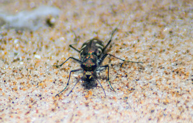 Vibrant Encounters: Tiger Beetle in Insects Macro Photography