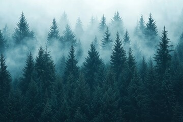 Fototapeta premium A foggy woodland panorama in the Carpathian mountains
