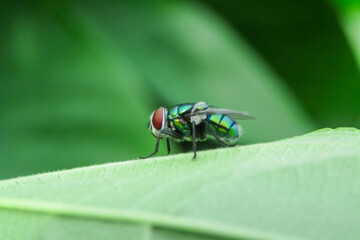 Fly on green leaf in the wild nature or in the garden.