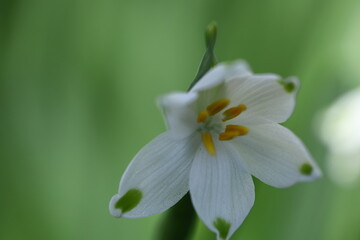 釣鐘状の白い花が下向きに咲く