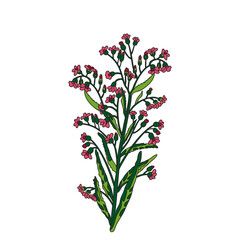 Botanical bouquet of wildflowers isolated on white background. Hand drawn plants and flowers in green pink colors vector illustration. Graphic design for Print Brand Wedding invitation Greeting Card