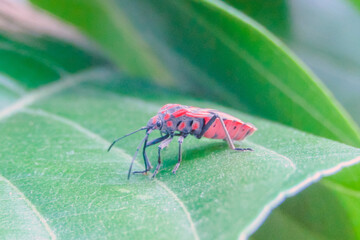 Spilostethus Pandurus: Stunning Macro Photography of an Insect
