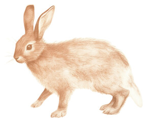 Obraz premium PNG Rabbit drawing animal mammal.