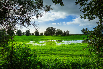 Green field with a little flooded pond and dramatic skies