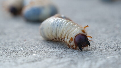 Selective focus grub worms beetle on the ground, Larvae close up.