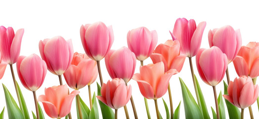 Fototapeta premium PNG Tulip flowers as a border tulip outdoors blossom.