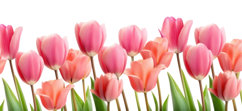PNG Tulip flowers as a border tulip outdoors blossom.