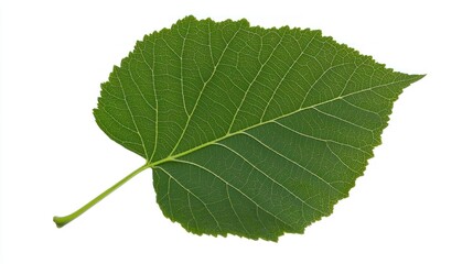 Obraz premium Green Leaf Close-up