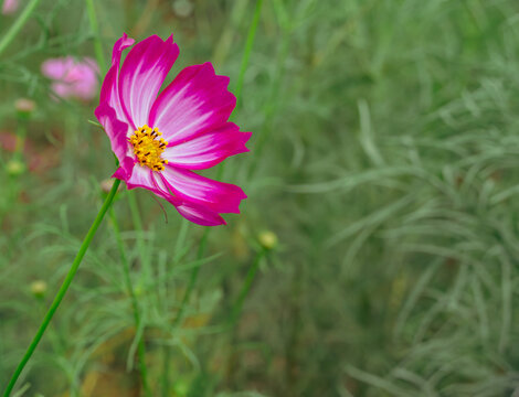 こすもすの花42