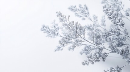 Obraz premium Silver floral branches studio shot, minimalist background, website banner