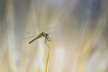 Dragonfly: Captivating Insects Perched on a Branch in Nature