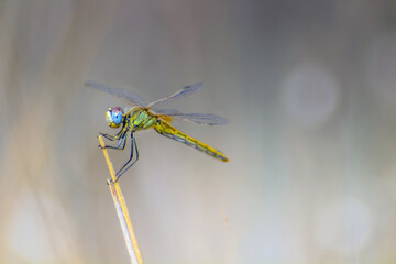 Dragonfly: Captivating Insects Perched on a Branch in Nature
