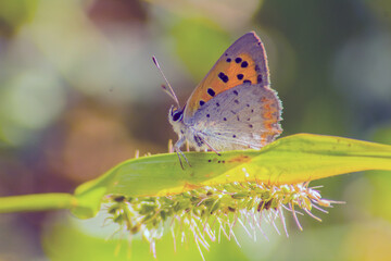 Obraz premium The Delicate Beauty of Small Copper: Insects in their Natural Habitat