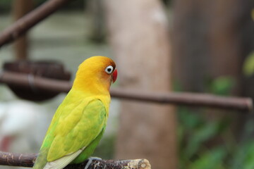 A vibrant parrot perched on a tree branch, showcasing its colorful feathers and sharp beak. Perfect for wildlife, nature, and tropical bird themes