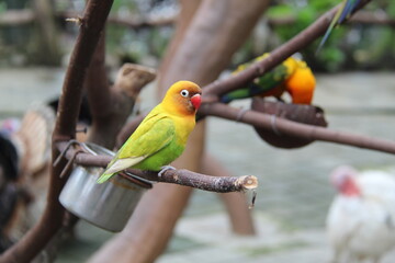 A vibrant parrot perched on a tree branch, showcasing its colorful feathers and sharp beak. Perfect for wildlife, nature, and tropical bird themes