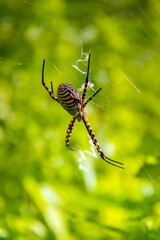 Banded Garden Spider: A Fascinating Arachnid in the Web of Nature