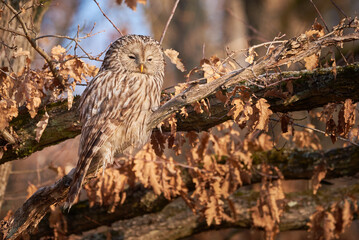 Ural owl sitting on a branch in natural habitat (Strix uralensis). Nocturnal Owl
