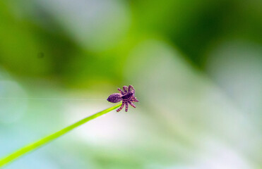 Capturing the Intricate World of a Spider through Macro Photography