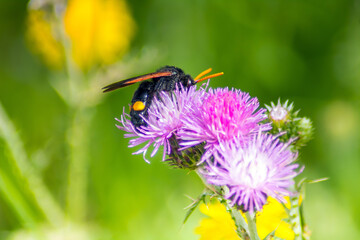 Capturing Nature's Elegance: Macro Photography of Megascolia maculata Insects on a Flower