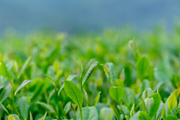 Green tea trees in spring mountains