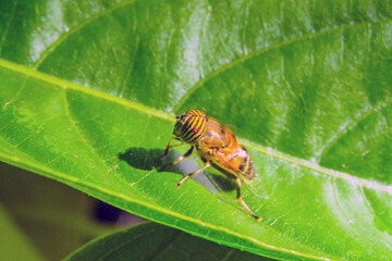 Eristalinus Taeniops: Stunning Macro Photography of a Striped Hoverfly