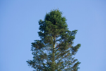 Nadelbaum, Baumkrone, Blauer Himmel, Deutschland