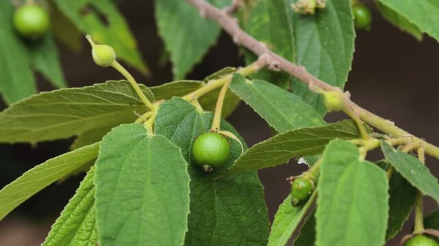 Muntingia calabura (Kersen, , capulin blanco, cacaniqua, nigua, niguito, Jamaican cherry). This plant has small fruit,on tree