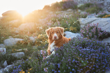 A Nova Scotia Duck Tolling Retriever lies on rocky ground, surrounded by blooming purple flowers as...