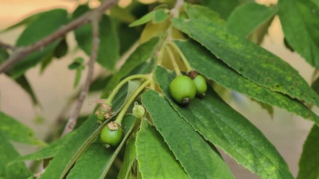 Muntingia calabura (Kersen, , capulin blanco, cacaniqua, nigua, niguito, Jamaican cherry). This plant has small fruit,on tree