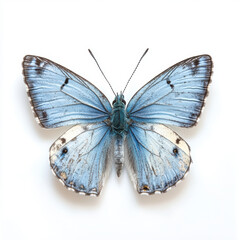 Blue Butterfly with Delicate Wings on White Background, Nature, Insect, Beauty, Fragile