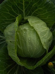 Head of cabbage close-up. Green flower. Growing and farming. Green, fresh food for healthy eating. Farm to table concept. Vegetable and ornamental plant for label, packaging, banner, poster