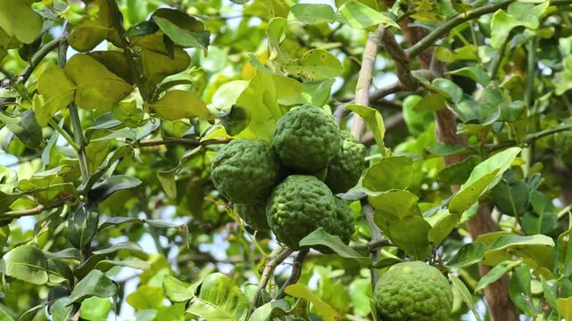 Fresh kaffir lime on the tree