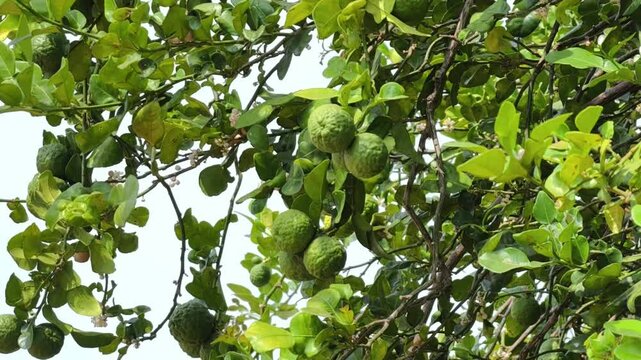 Fresh kaffir lime on the tree